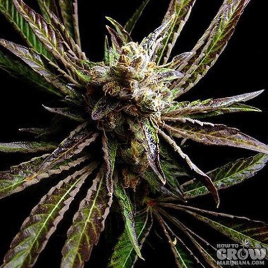 Buddha G-Bomb Feminised Seeds