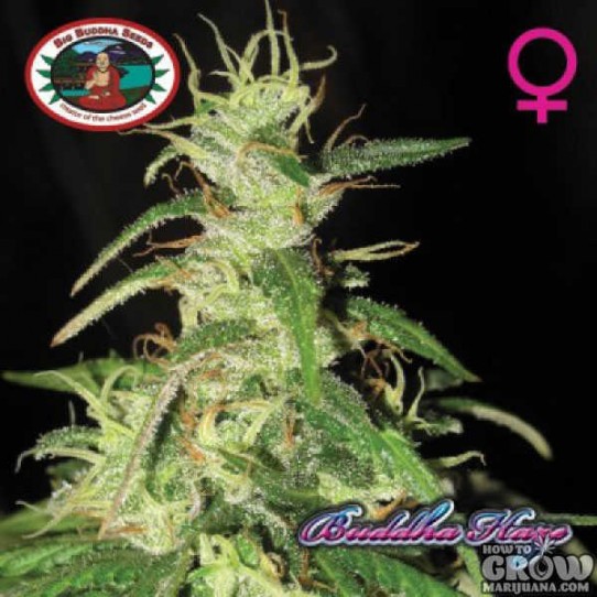 Buddha Haze Feminised Seeds