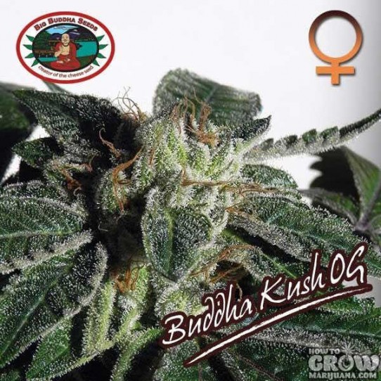 Buddha – Kush OG Feminized Seeds