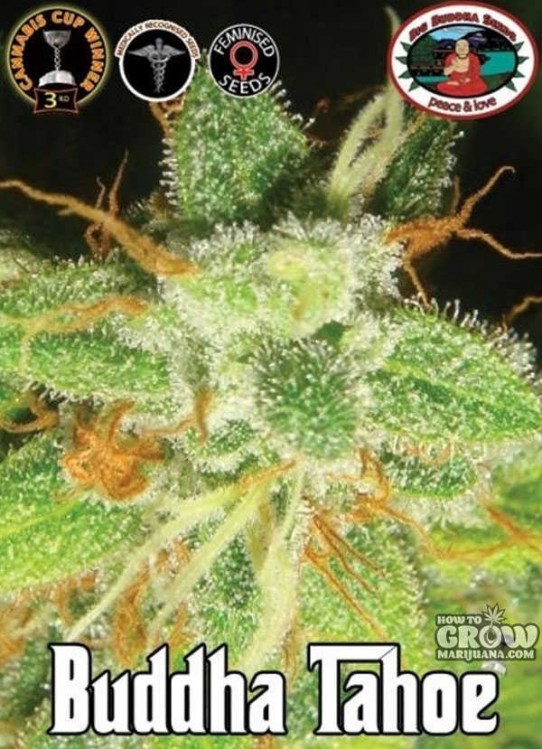 Buddha Tahoe Feminized Seeds