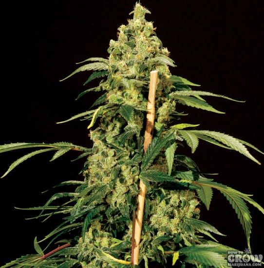 Bulldog – Jack Herer Feminized Seeds