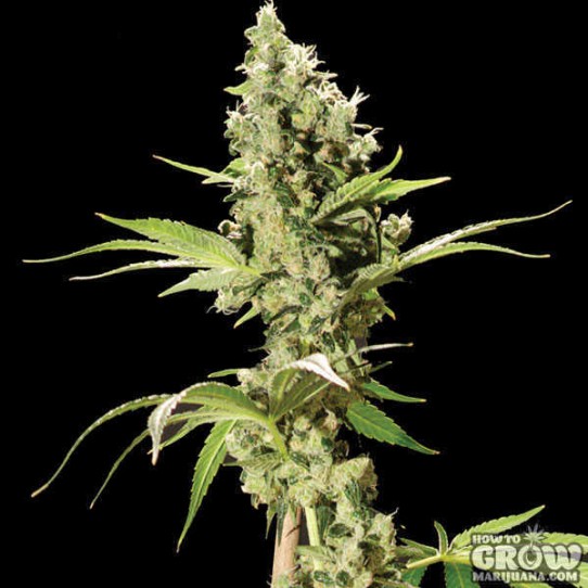 Bulldog – Sour Diesel Feminized Seeds