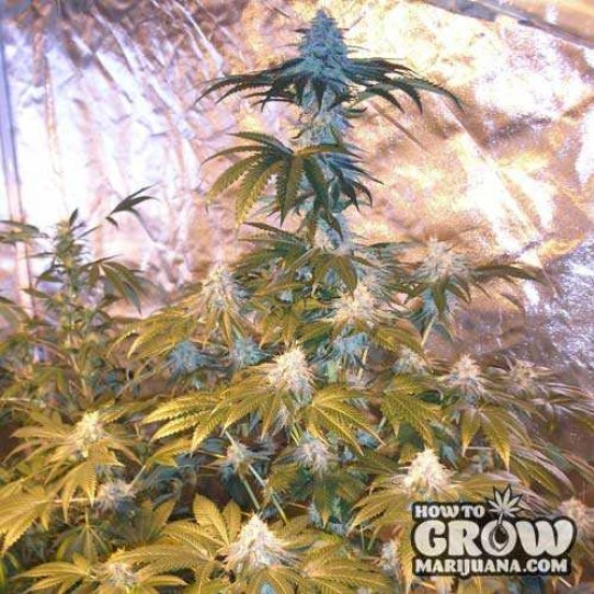 TH – Burmese Kush Feminised Seeds