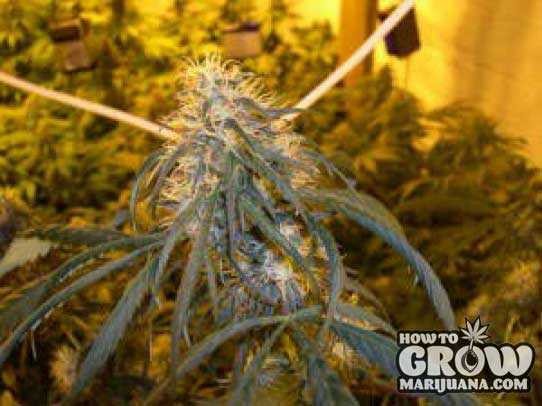 DNA Genetics – C13 Haze Seeds