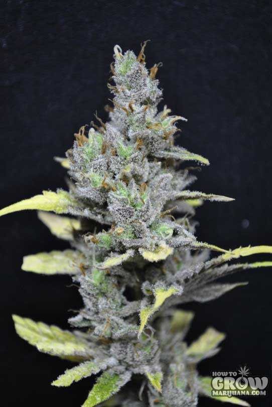 CBD Crew – CBD Medi Haze Seeds