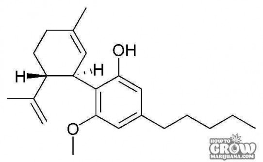 Top 10 CBD Seeds