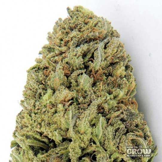 Royal Queen – Candy Kush Express Seeds