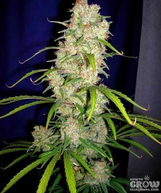 Cannabiogen – Destroyer Feminized Seeds