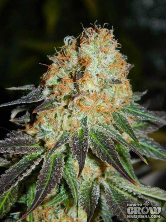 Cream of The Crop – Cash Crop AutoFlowering Feminised seeds