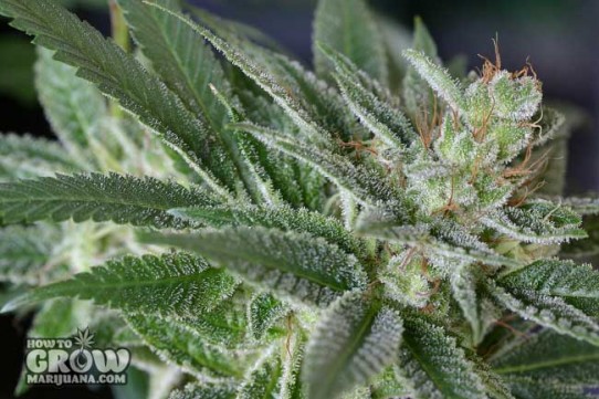 Centennial – Dakini Kush Feminized Seeds