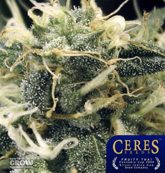 Ceres –  Fruity Thai Marijuana Seeds