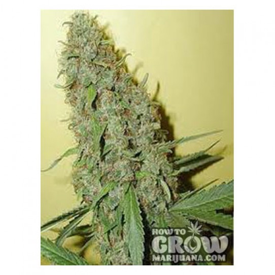 Bomb – Cheese Bomb Seeds