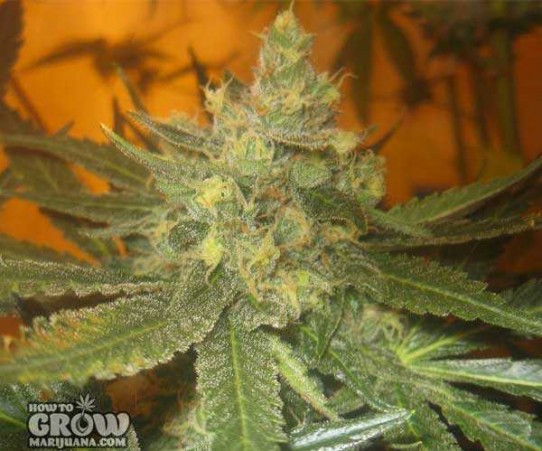 TGA Subcool – Cheese Quake Seeds