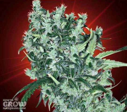 Kaliman  – Cheese Tease Feminized AutoFlowering Seeds