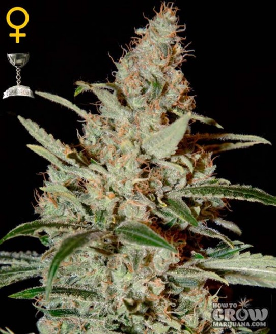 Green House – Chemdog Seeds