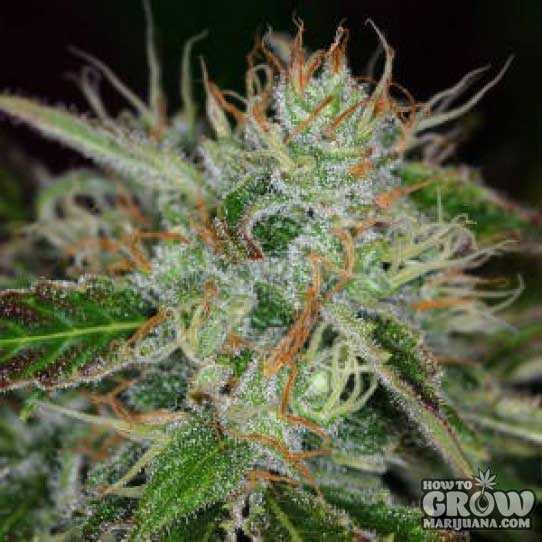 TGA Subcool – Chernobyl Seeds