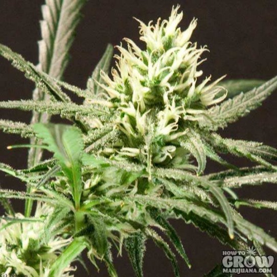 Bulldog – Citral Skunk Feminized Cannabis Seeds