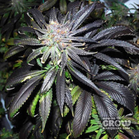 DJ Short – Cocoa Kush Marijuana Seeds