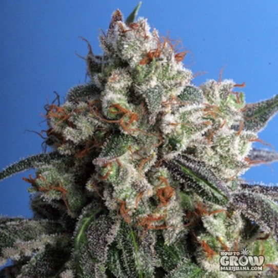 TH – Cold Creek Kush Seeds