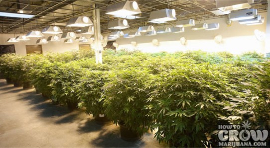 Grubba Grow House Review – Commercial Marijuana Production