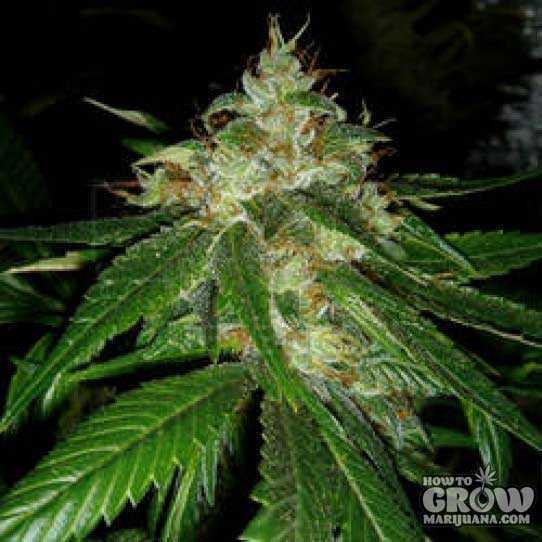 DNA Genetics – Connie Chung Feminized Seeds