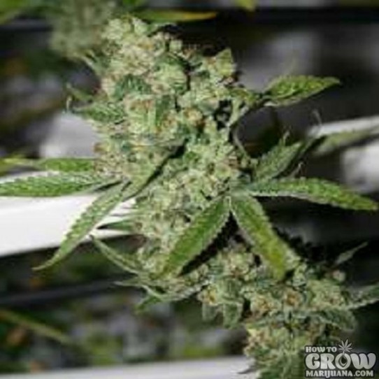 Connoisseur Genetics – Super Silver Sour Diesel Haze Seeds