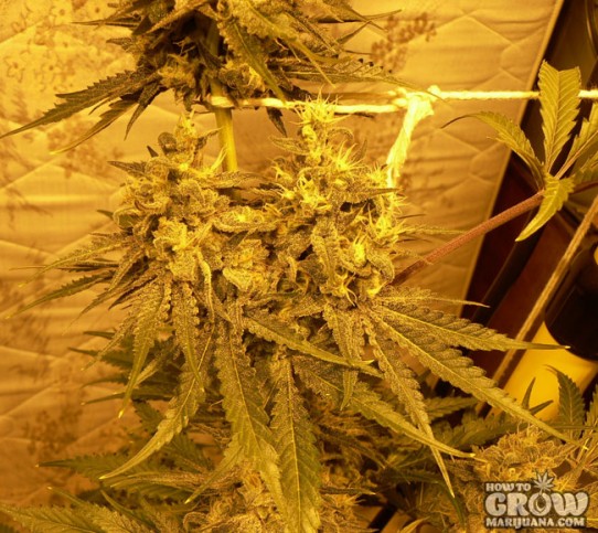 Connoisseur Genetics – The White Feminized Seeds