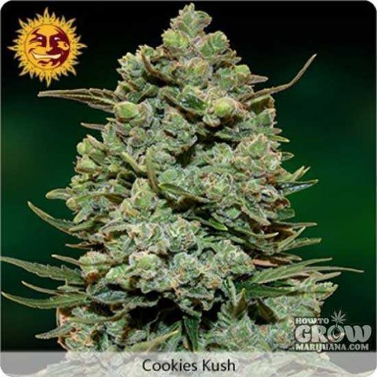 Barney’s Farm – Cookie Kush Feminized Seeds