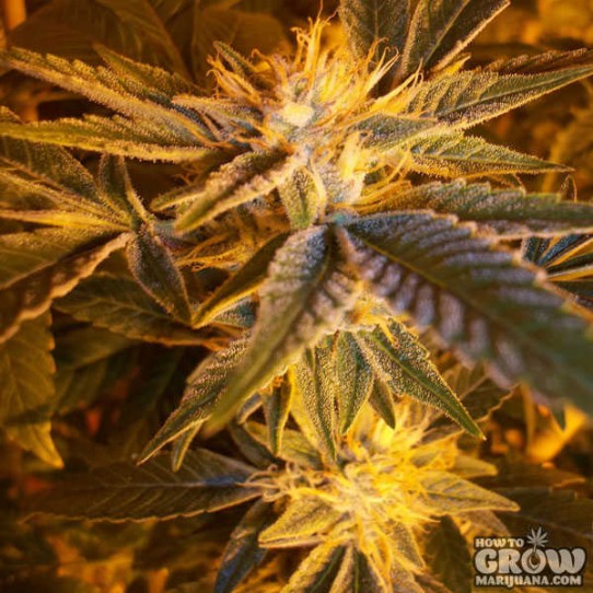 Corleone Kush Seeds