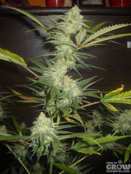 Makonha Cesar – Critical Bilbo Clone Only Strain