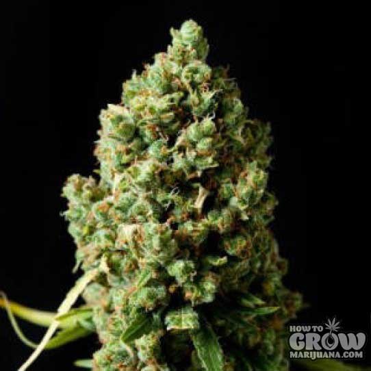 Barney’s Farm – Critical Kush Feminized Seeds