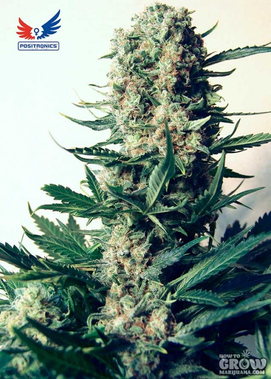 Positronics – Critical 47 Feminized Marijuana Seeds