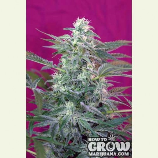 DJ Short – Big Foot Feminized Seeds