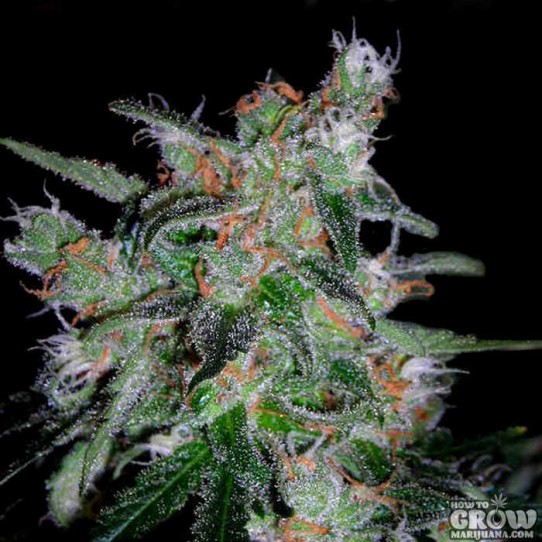 DNA Genetics – 60 Day Lemon Autoflowering Feminized Seeds