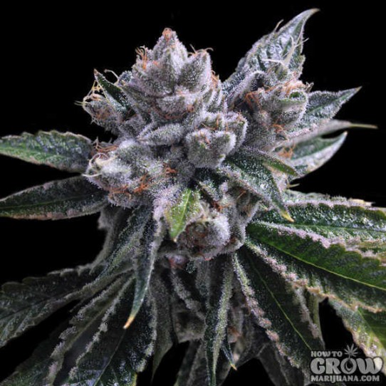 DNA Genetics – Auto El Fuego Feminized Seeds