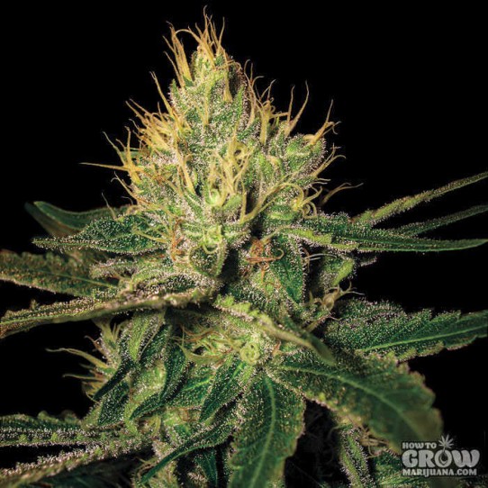 DNA Genetics – Cannalope Haze Seeds