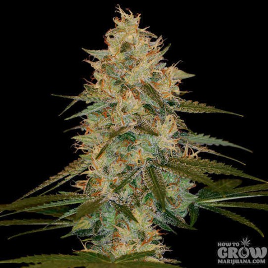 DNA Genetics – Chocolope Kush Feminized Seeds