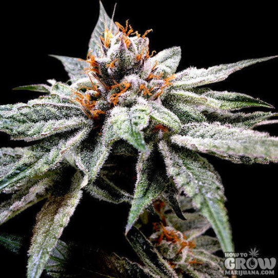 DNA Genetics – DJ’s Gold Feminized Seeds