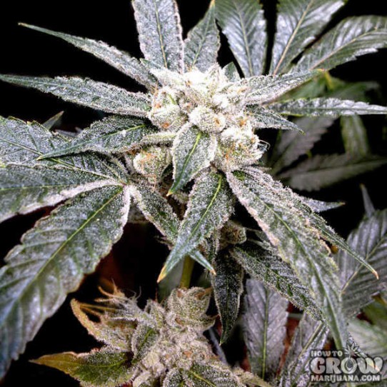 DNA Genetics – El Fuego Feminized Seeds