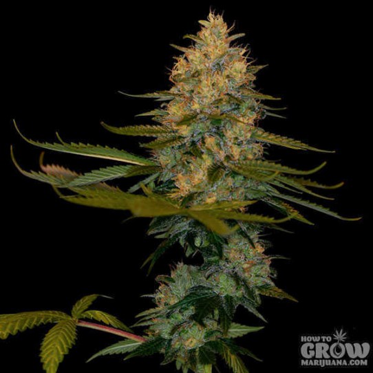 DNA Genetics – Exodus Kush Feminized Seeds