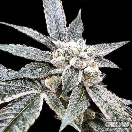 DNA Genetics – Golden Berry Feminized Seeds