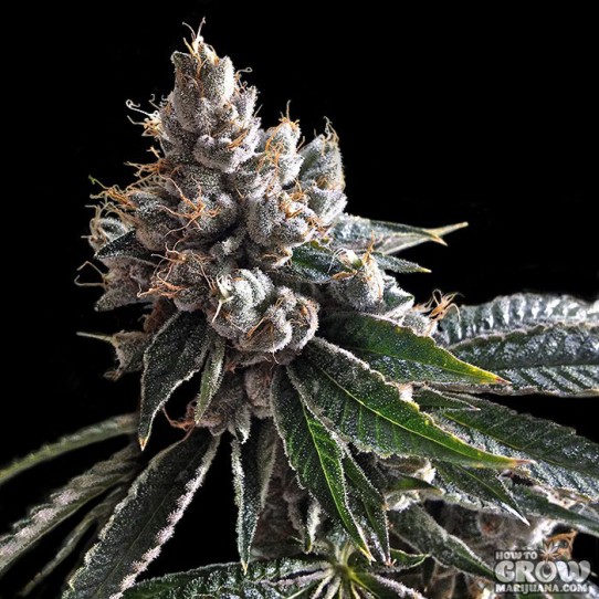 DNA Genetics – Golden Lemons Feminized Seeds