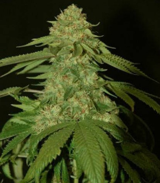 DNA Genetics Holy Grail Kush Feminized Seeds