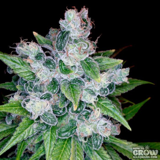 DNA Genetics – Kandy Kush X Skunk Seeds