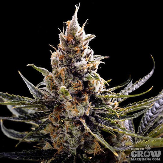 DNA Genetics – Kosher Tangie Feminized Seeds (AKA 24K Gold)