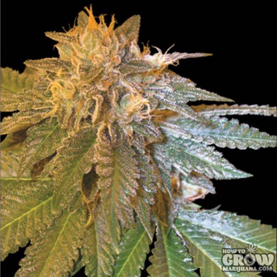 DNA Genetics – L.A. Confidential Feminized Seeds