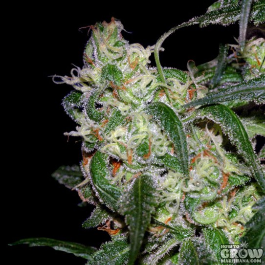 DNA Genetics – LA Cannalope Seeds