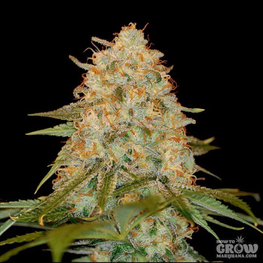 DNA Genetics – LA Chocolat Feminized Seeds