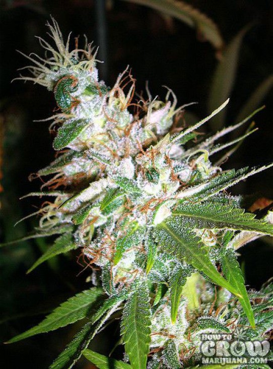 DNA Genetics – LA Woman Feminized Seeds