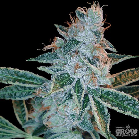 DNA Genetics – Lemon OG Kush Feminized Seeds